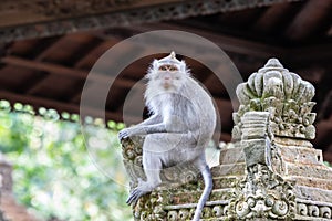 Balinese Long Tailed Monkey Macaque sitting on a temple`s stone monument. Roof, Jungle in background.