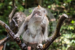 Balinese Long Tailed Monkey Macaque sitting on tree limb. Jungle foliage in background.