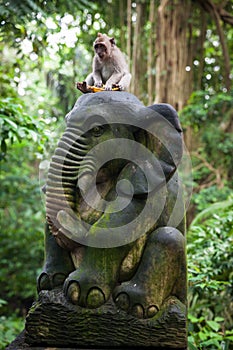 Balinese long-tailed monkey at the Monkey Forest Sanctuary, Ubud