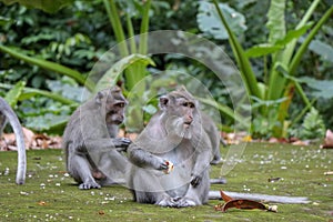 Balinese long-tailed monkey at Monkey Temple Forest, Ubud