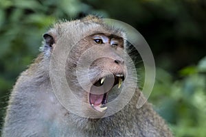 Balinese long-tailed monkey at Monkey Temple, Ubud