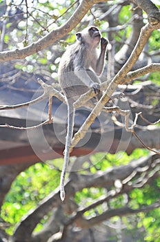Balinese long-tailed Monkey, scientific name Macaca fascicularis.