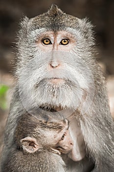 Balinese macague monkeys feeding her baby at Sacred Monkey Fores