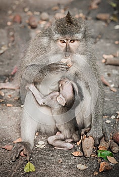 Balinese macague monkeys feeding her baby at Sacred Monkey Fores