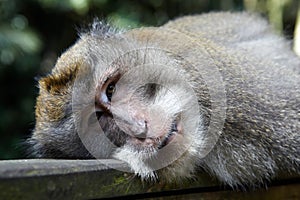 The balinese macaques