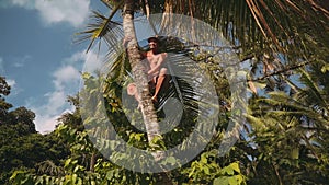 Balinese man climbing on top of palm tree