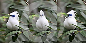 Balinese Mynah Bird Series