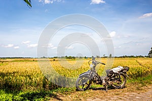 Balinese rice fields