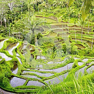 Balinese rice fields