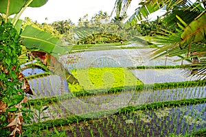 Balinese rice fields