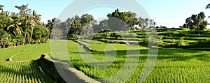 Balinese Rice Terraces