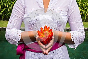 Balinese woman`s hands holding ginger flower