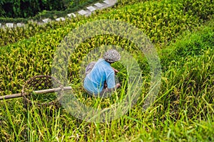 Balinese Worker on Green cascade rice field plantation at Tegalalang terrace. Bali, Indonesia