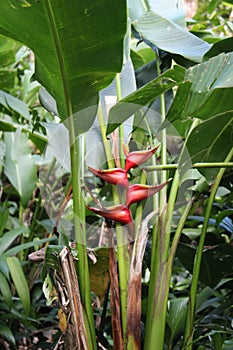 Balisier plante tropicale