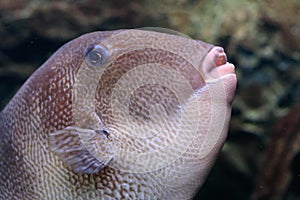 Balistes carolinensis