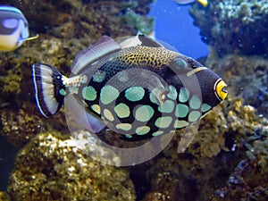 Balistidae fish closeup photo