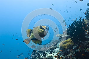 Balistidae triggerfish photo