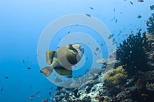 Balistidae triggerfish