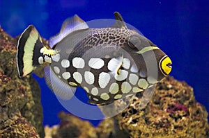 Balistoides conspicillum (Clown Triggerfish)