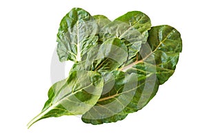 Balkan cuisine. Blitva chard leaves - popular leafy vegetables. Isolated on white