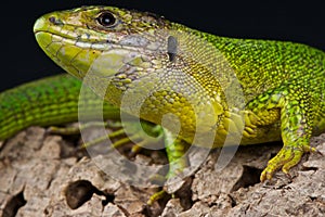 Balkan green lizard