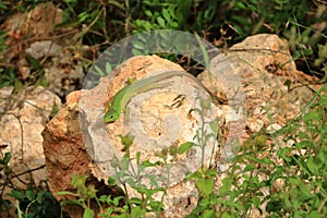 Balkan green lizard, Lacerta trilineata, Crete, Greece