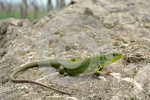 Balkan green lizard (Lacerta trilineata)