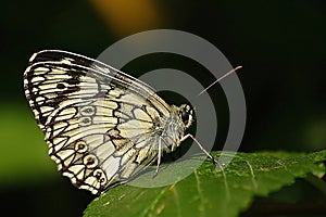 Balkan marbled white on leaf