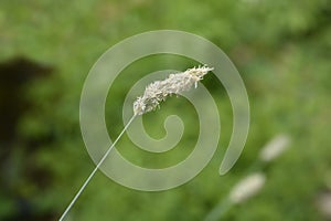 Balkan moor grass photo