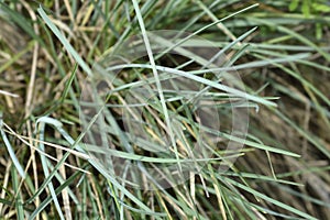 Balkan moor grass photo