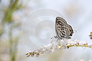 The Balkan Pierrot or little tiger blue butterfly , Tarucus balkanicus