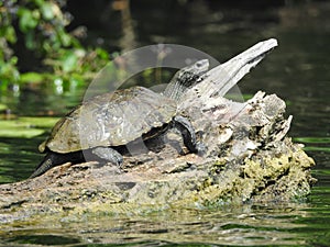 Balkan pond turtle Mauremys rivulata on the old trunk in river.