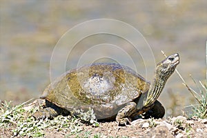 Balkan terrapin