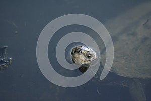 Balkan Terrapin, Crete