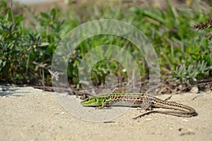 Balkan Wall Lizard