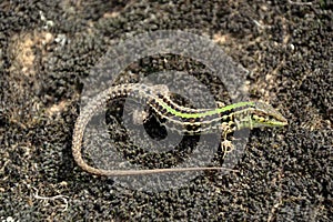 Balkan Wall Lizard (Podarcis tauricus)