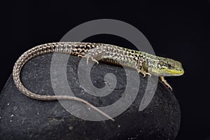 Balkan wall lizard, Podarcis tauricus tauricus