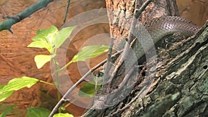 Balkan whip snake - Hierophis gemonensis