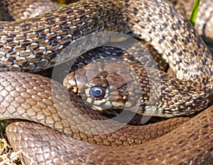 Balkan whip snake, Hierophis gemonensis, Coluber gemonensis