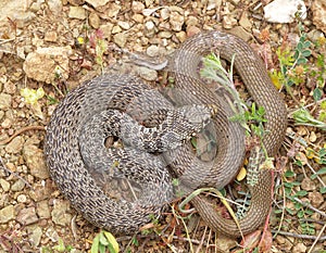 Balkan whip snake, Hierophis gemonensis, Coluber gemonensis