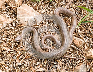 Balkan whip snake, Hierophis gemonensis, Coluber gemonensis