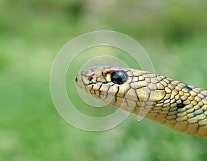 Balkan whip snake, Hierophis gemonensis, Coluber gemonensis