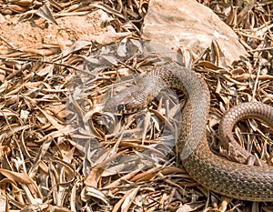 Balkan whip snake, Hierophis gemonensis, Coluber gemonensis