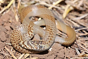 The Balkan whip snake (Hierophis gemonensis) juvenile in natural habitat