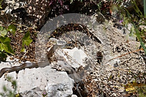 Balkan whip snake, Hierophis gemonensis