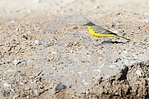 Balkankwikstaart, Black-headed Wagtail, Motacilla feldegg