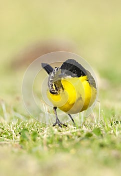 Balkankwikstaart, Black-headed Wagtail, Motacilla feldegg