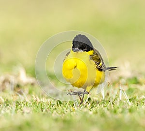 Balkankwikstaart, Black-headed Wagtail, Motacilla feldegg