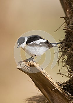 Balkanvliegenvanger, Semi-collared Flycatcher, Ficedula semitorquata