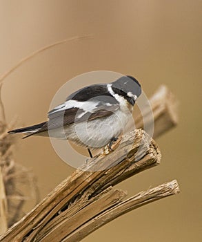 Balkanvliegenvanger; Semi-collared Flycatcher; Ficedula semitorquata